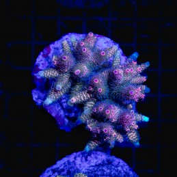 H-1006 - Acropora