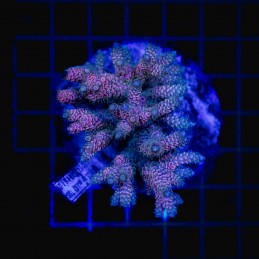 H-1021 - Acropora