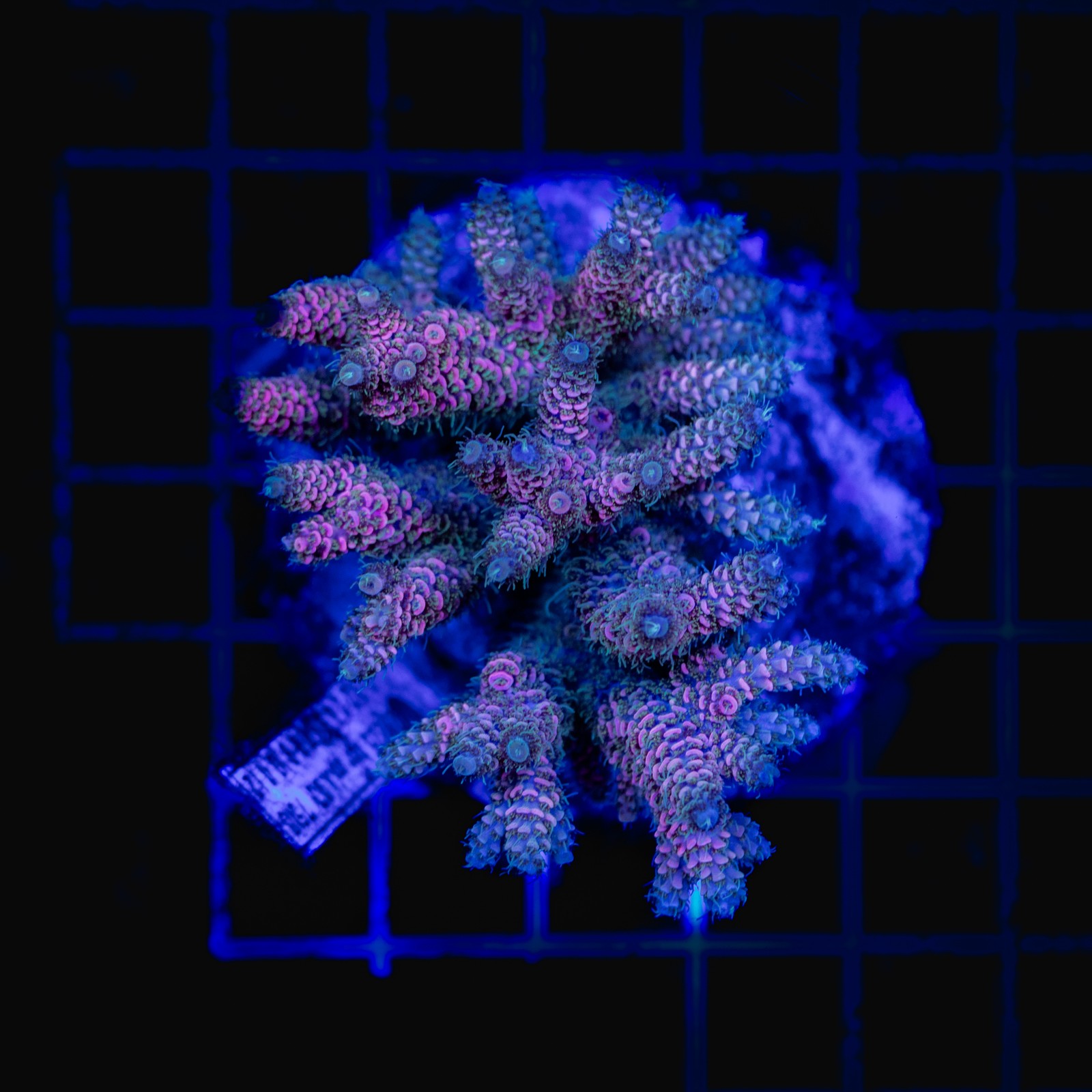 H-1021 - Acropora