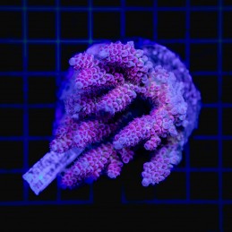 H-1022 - Acropora