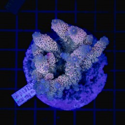 H-1023 - Acropora