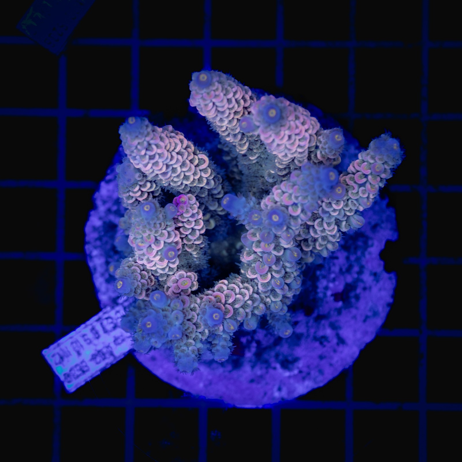 H-1023 - Acropora