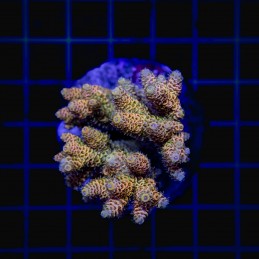 H-1024 - Acropora