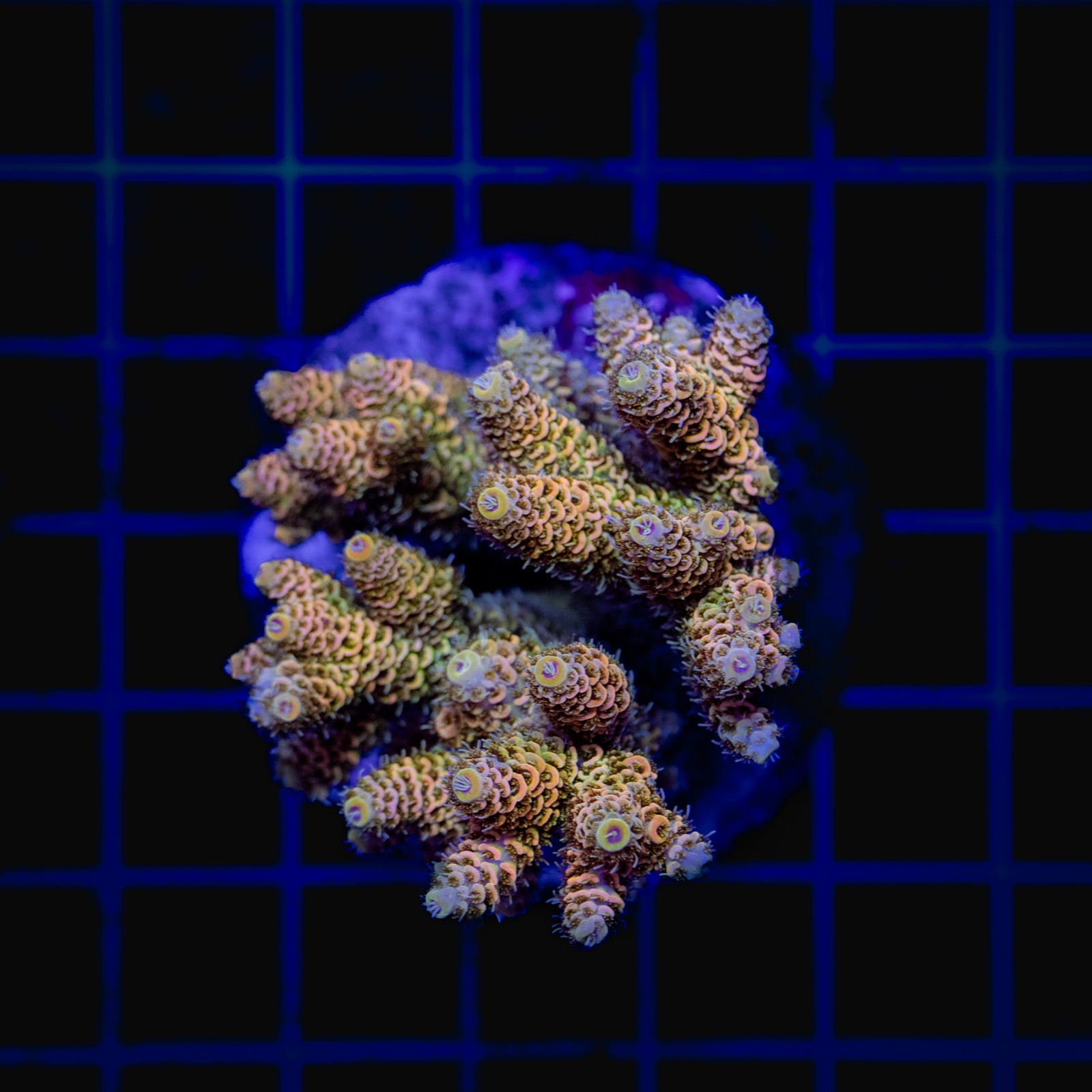 H-1024 - Acropora