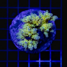 H-1025 - Acropora