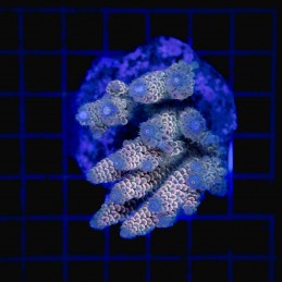 H-1026 - Acropora