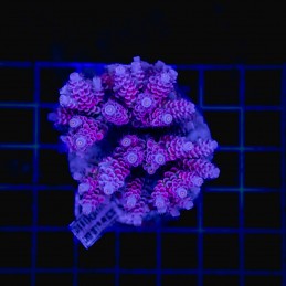 H-1027 - Acropora
