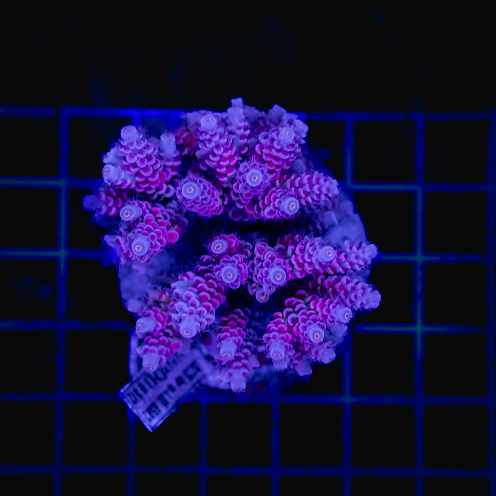 H-1027 - Acropora