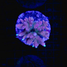 H-1028 - Acropora