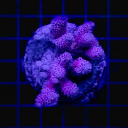 H-1029 - Acropora