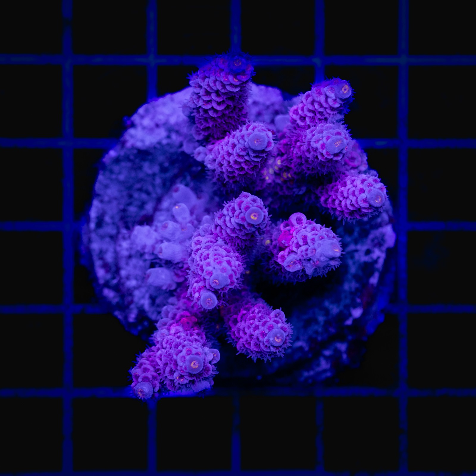 H-1029 - Acropora