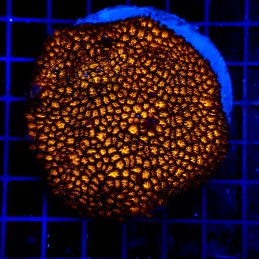 H-8702 - Leptastrea