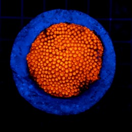 H-8721 - Cyphastrea sp.