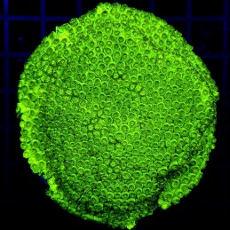 H-8720 - Cyphastrea sp.