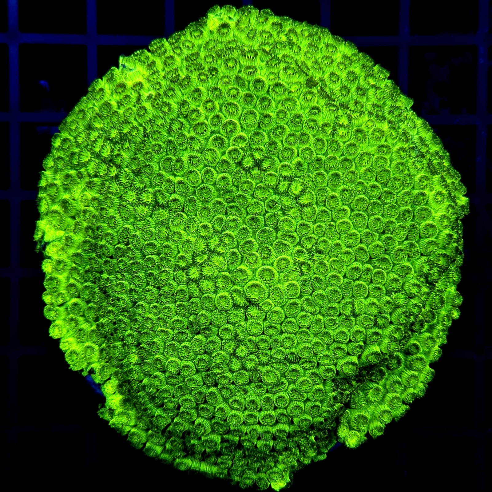 H-8720 - Cyphastrea sp.