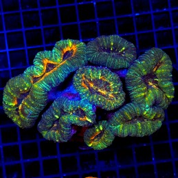 H-8401 - Lobophyllia