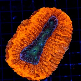H-8403 - Lobophyllia