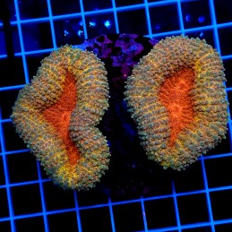 H-8404 - Lobophyllia