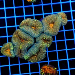 H-8406 - Lobophyllia
