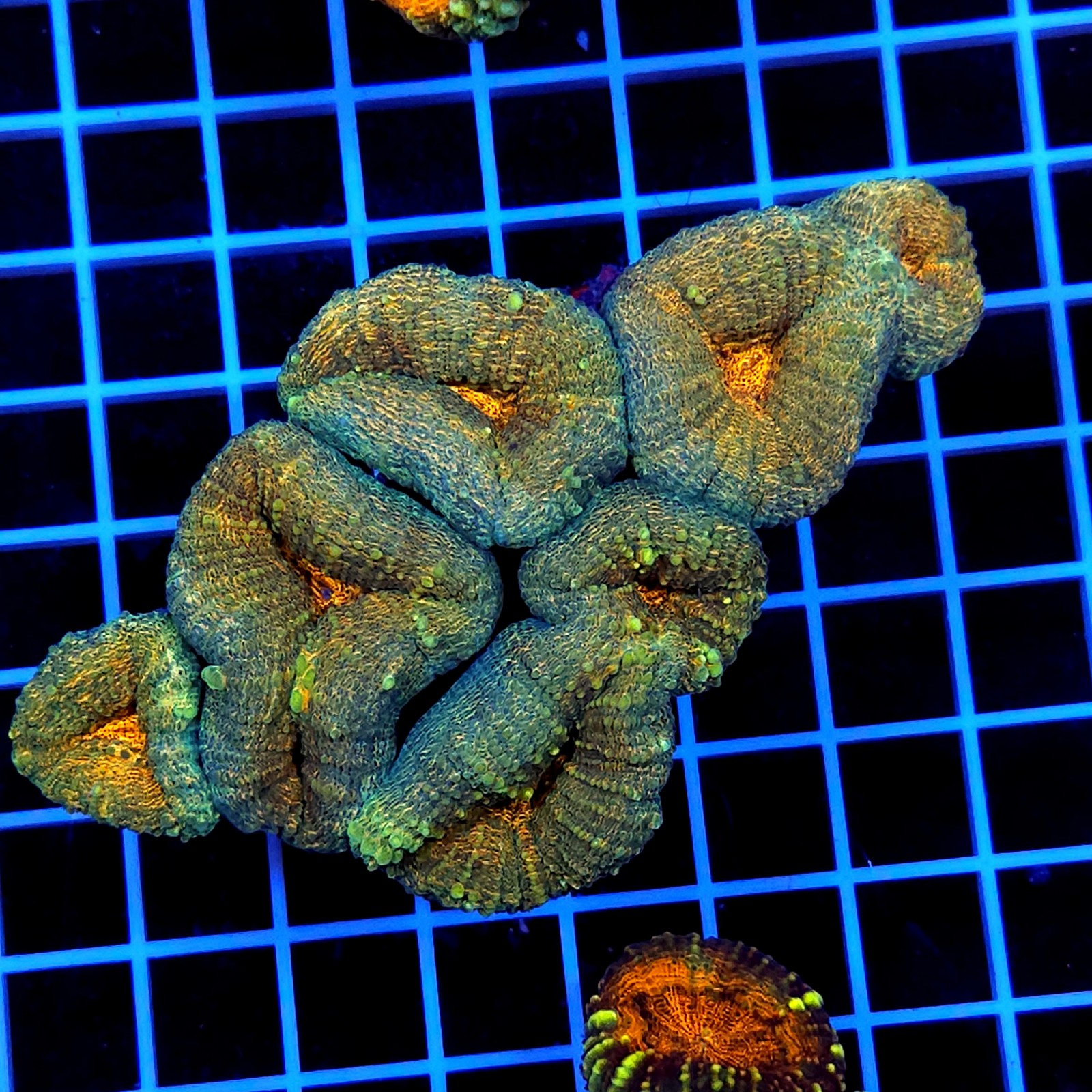 H-8406 - Lobophyllia