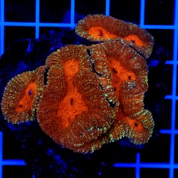 H-8408 - Lobophyllia