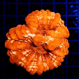 H-7801 - Cynarina