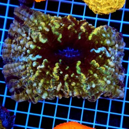 H-7800 - Indophyllia