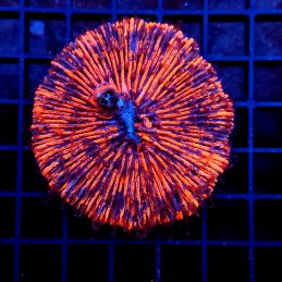 H-6001 - Fungia