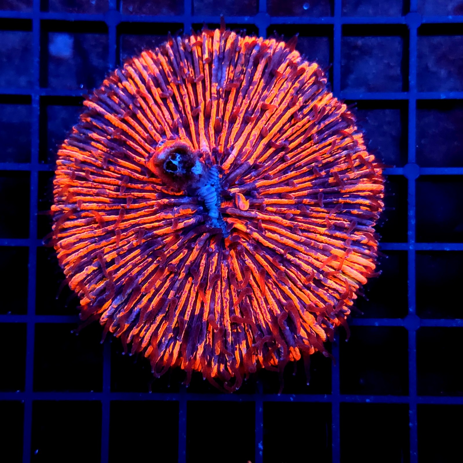 H-6001 - Fungia