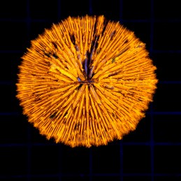 H-6002 - Fungia