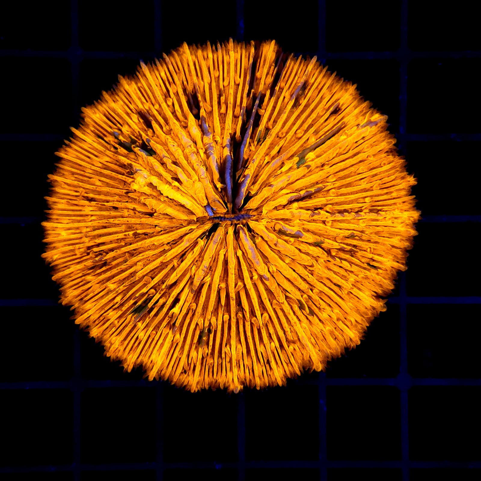 H-6002 - Fungia