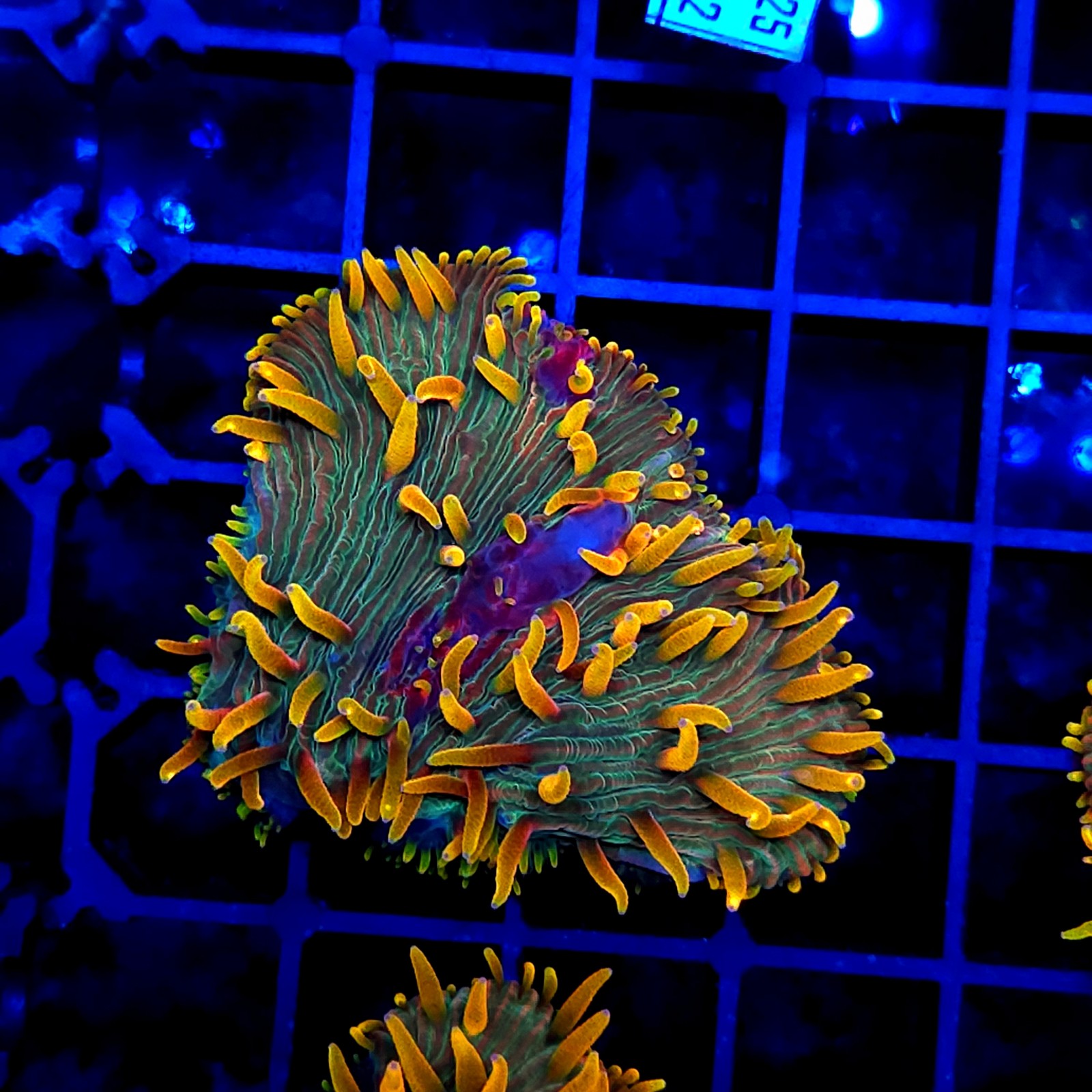 H-6004 - Fungia