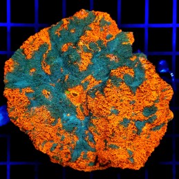 H-7103 - Echinophyllia