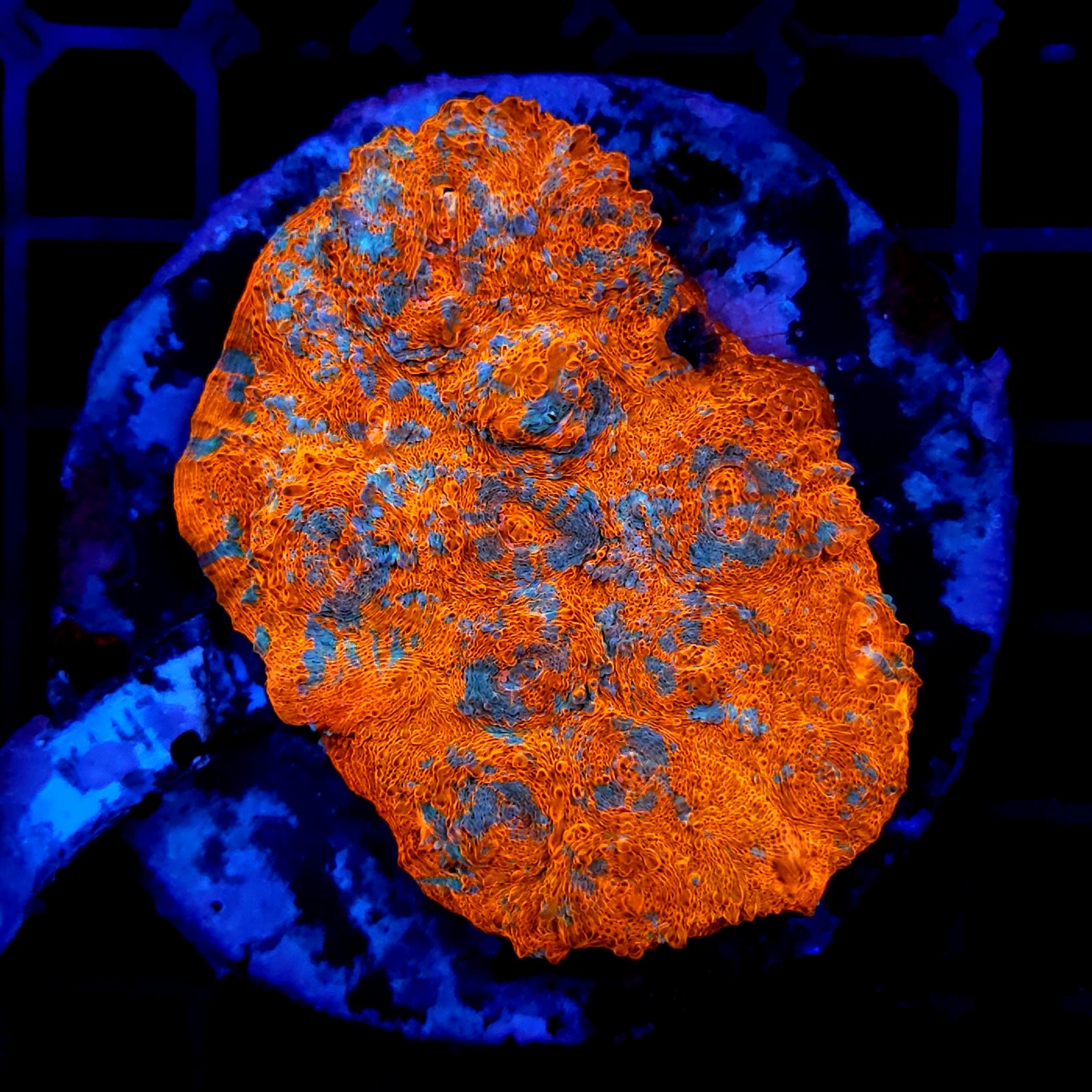 H-7104 - Echinophyllia