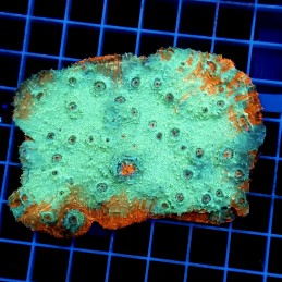 H-7106 - Echinophyllia
