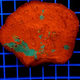 H-7108 - Echinophyllia