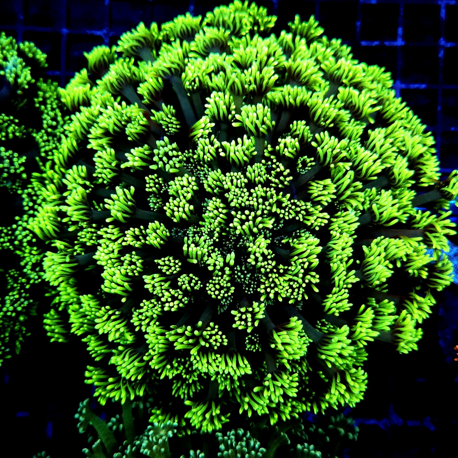H-5006 - Goniopora