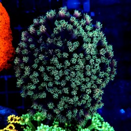 H-5007 - Goniopora