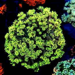 H-5008 - Goniopora