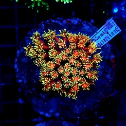 H-5009 - Goniopora