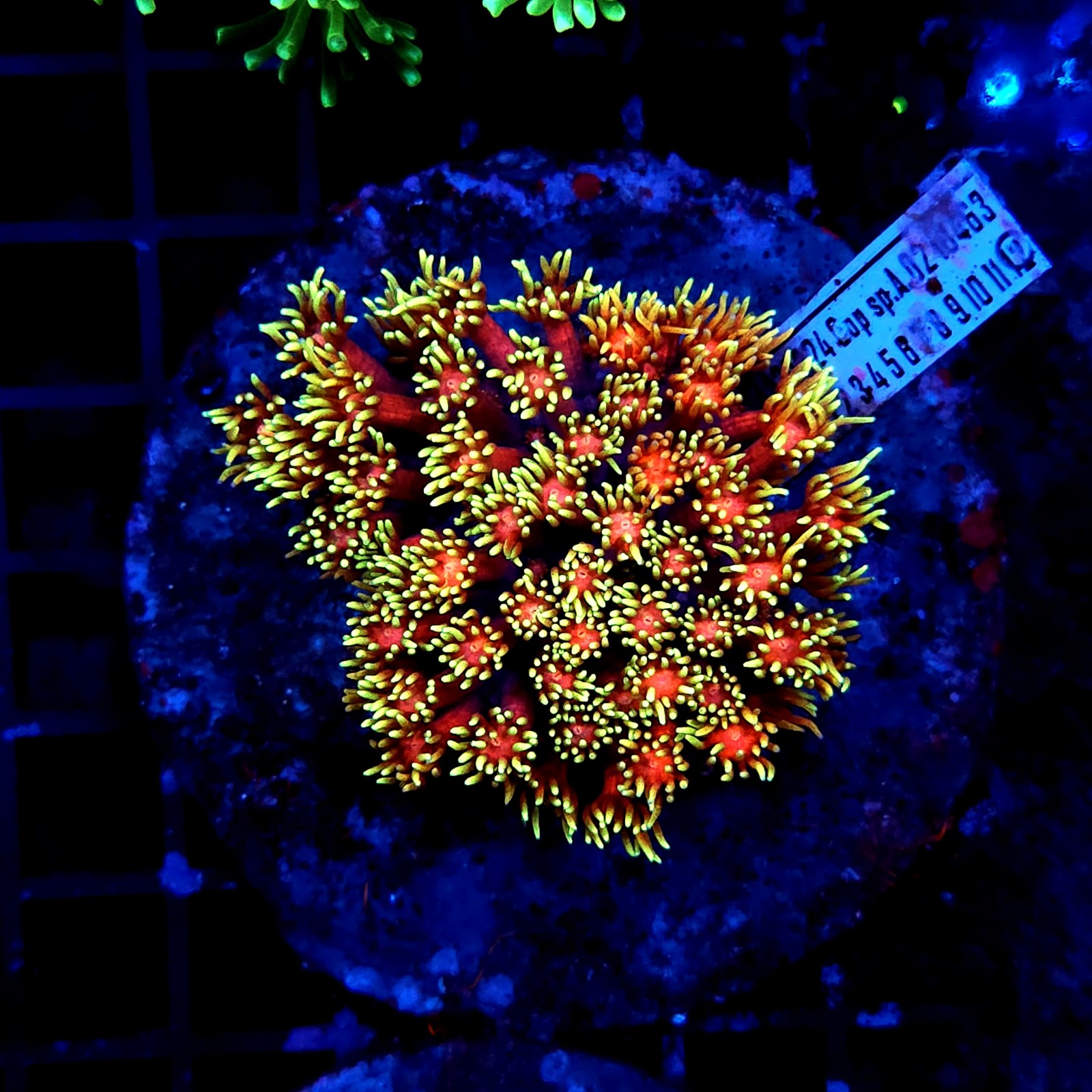 H-5009 - Goniopora