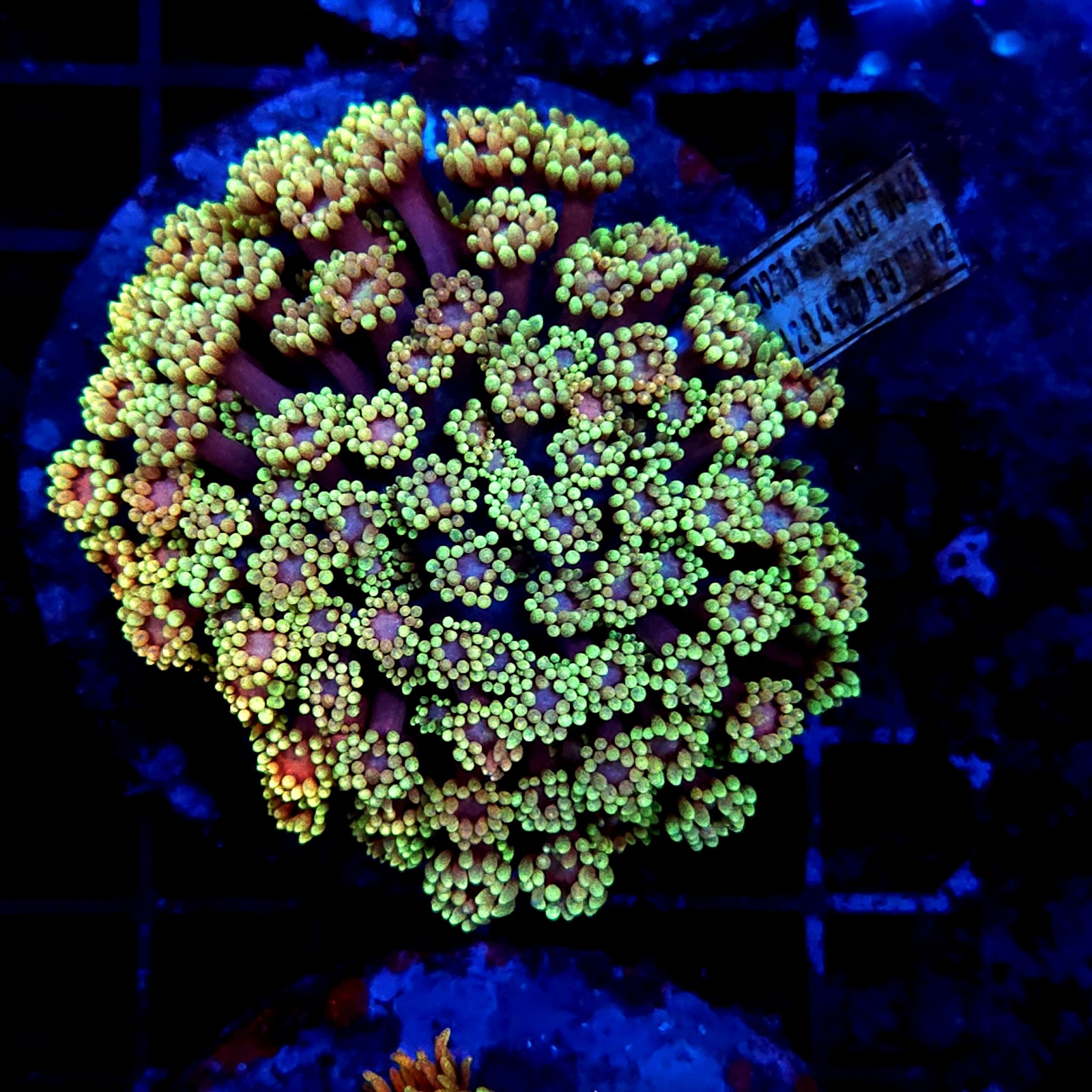H-5010 - Goniopora