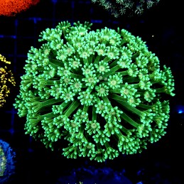 H-5011 - Goniopora