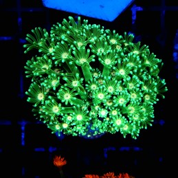 H-5013 - Goniopora