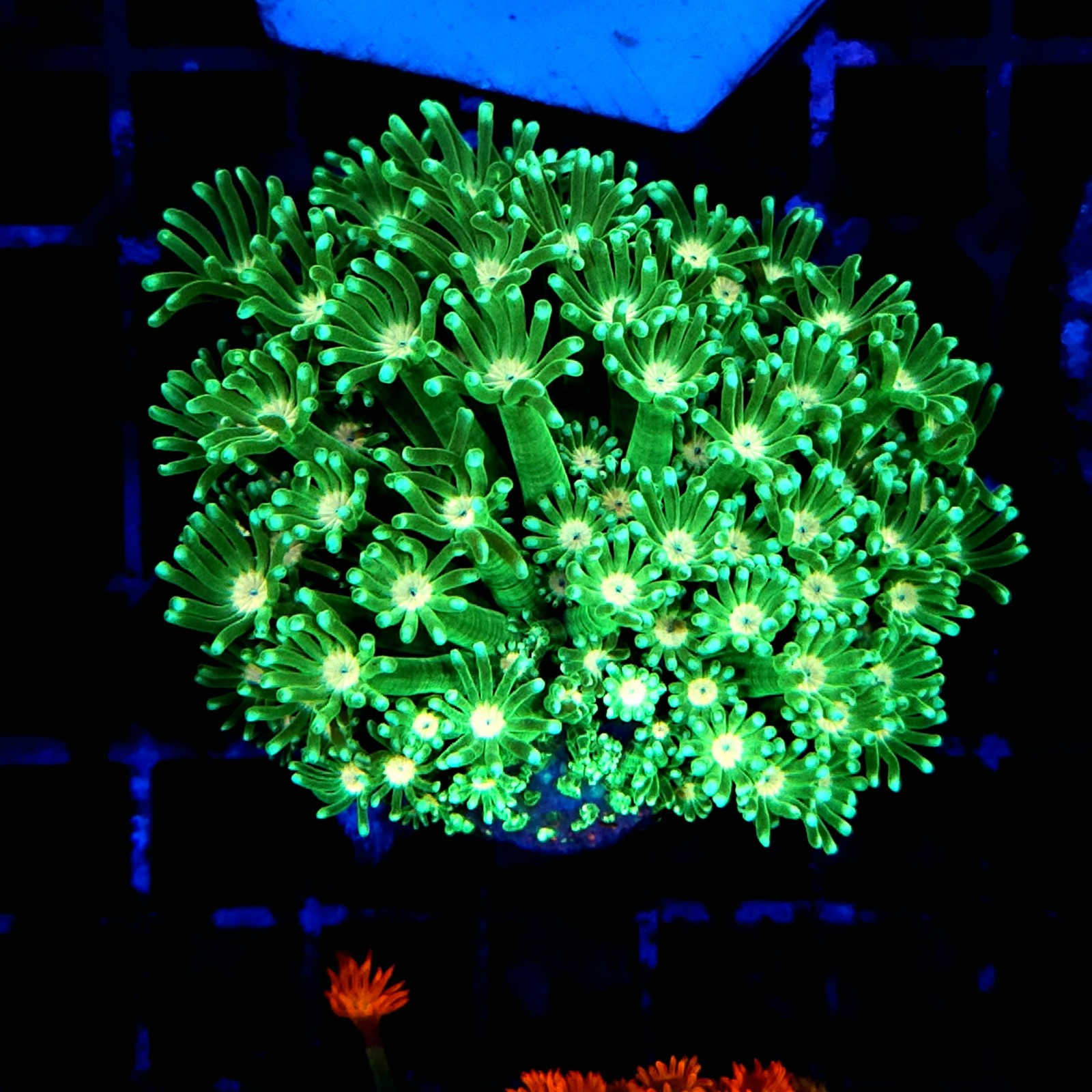 H-5013 - Goniopora