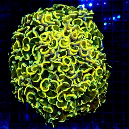 H-2501 - Euphyllia paraancora