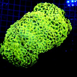 H-2503 - Euphyllia paraancora