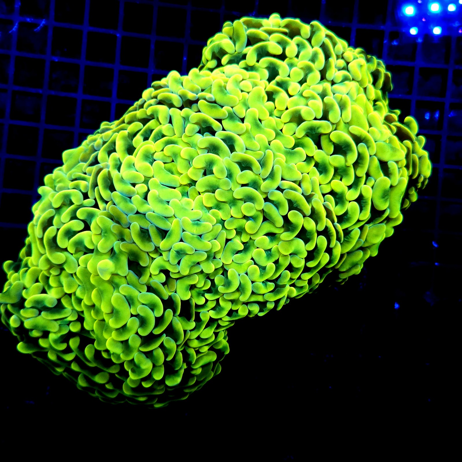 H-2503 - Euphyllia paraancora
