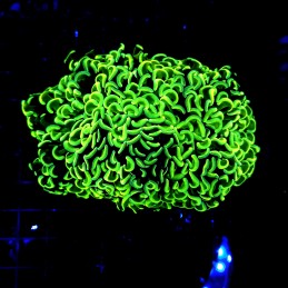 H-2504 - Euphyllia paraancora