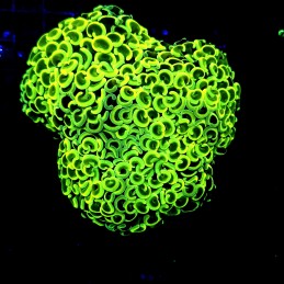 H-2505 - Euphyllia paraancora